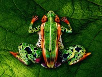 Use Your Illusions By Bazz (Instant Download)